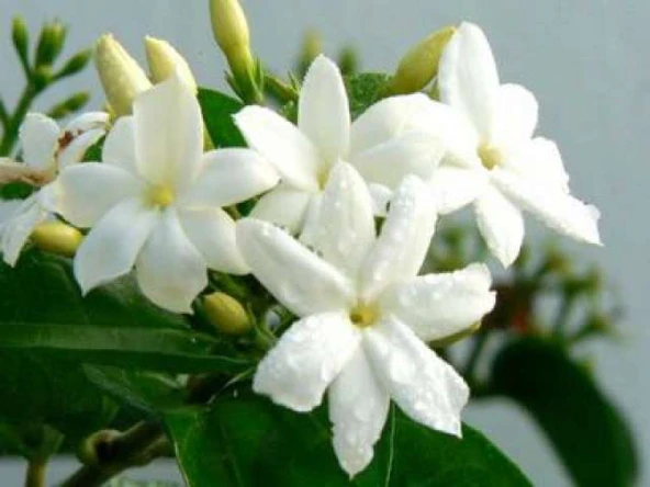 Arap Yasemini Sarmaşığı Fidanı Rhyncospermum Jasminoides 10-20 Cm ürün görseli 1