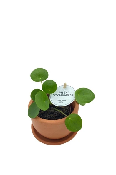 Baby Pilea Peperomioides Çin Para Çiçeği 10-20 cm ürün görseli 1