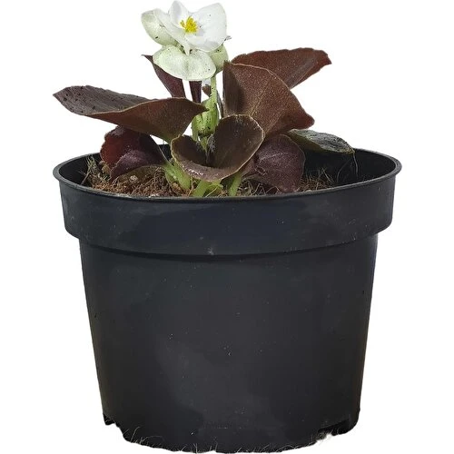 Begonya Şeker Mini Beyaz (Begonia Xsemperflorens) 10-20 cm ürün görseli 1