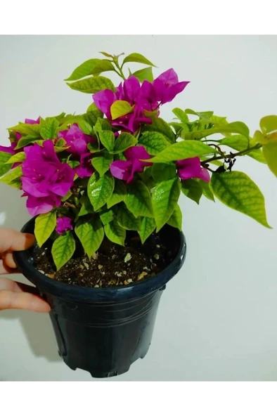 Begonvil Çiçeği Fidanı 10-20 cm - Resim 3