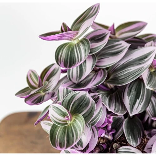 Telgraf Çiçeği Tradescantia Nanouk Fidanı 10-20cm ürün görseli 1