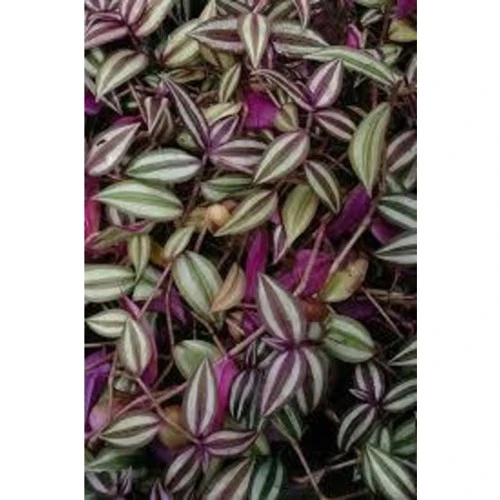 Zebrina Telgraf Çiçeği Fidanı Tradescantia 10-20 cm ürün görseli 1