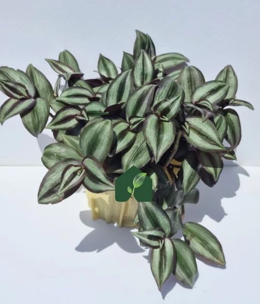 Saksılı Kahverengi Çizgili Telgraf Çiçeği 10-20 cm ürün görseli 1