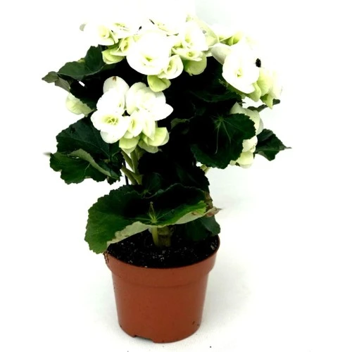 Begonya Çiçeği Fidanı Beyaz 10-20 cm ürün görseli 1