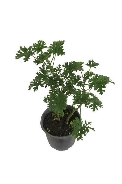 Saksılı Itır Çiçeği Mis Kokulu Gül Damlası Çiçeği 10-20 cm ürün görseli 1