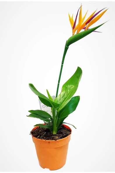Starliçe Regina Cennet Kuşu (strelitzia Reginae) 20-40 cm ürün görseli 1