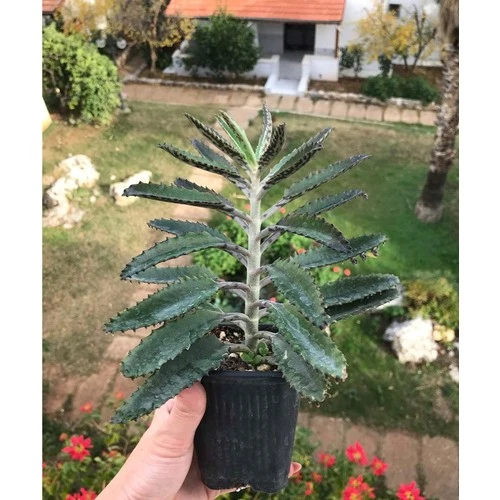 Aşkın Gözyaşı Çiçeği Fidanı 10-20 cm ürün görseli 1