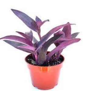 Saksılı Pembe Telgraf Canlı Çiçek 10-20 cm ürün görseli 1