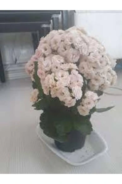 Saksılı ( Açık Uçuk Pembe Renk ) Kalanşo Çiçeği 10-20 cm ürün görseli 1