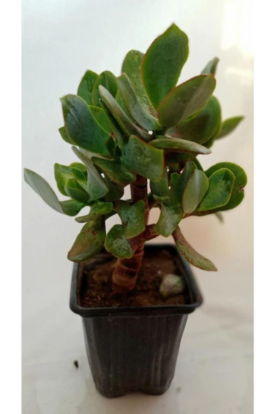 Crassula, Para Ağacı - Resim 3