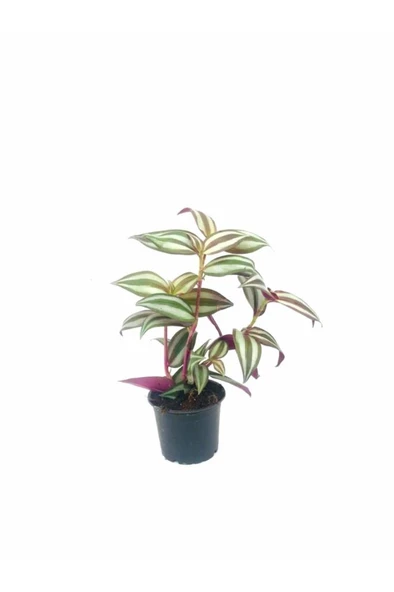 Telgraf Çiçeği Fidanı Kahve Çizgili 10-20 cm ürün görseli 1