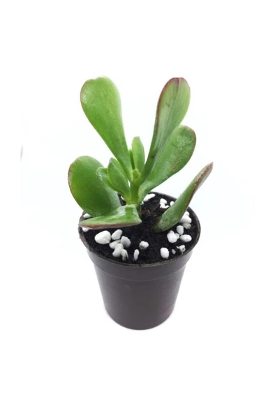 Crassula Ovata Para Çiçeği Sukulent Fidanı 10-20 cm ürün görseli 1
