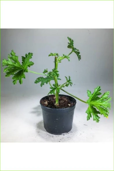 Itır Gül Damlası Fidesi Kokulu 10-20 cm ürün görseli 1