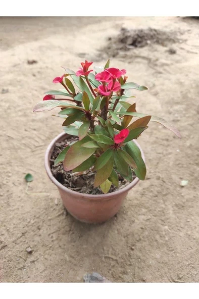 Dikenler Tacı Fidesi Pembe - Milli Çiçeği - Euphorbia ürün görseli 1