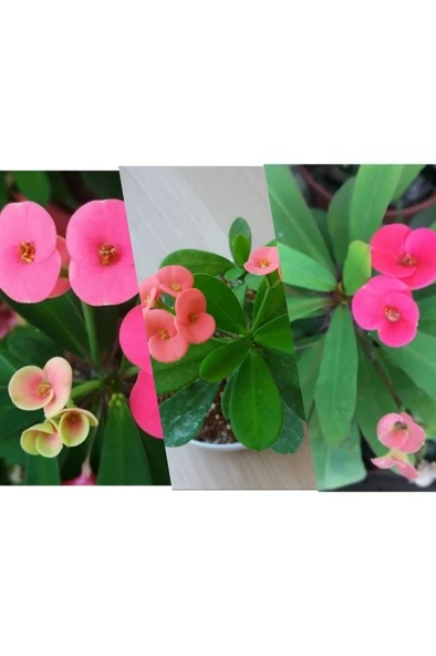 Pembe Dikenler Tacı Çiçeği Fidanı 10-20 cm ürün görseli 1