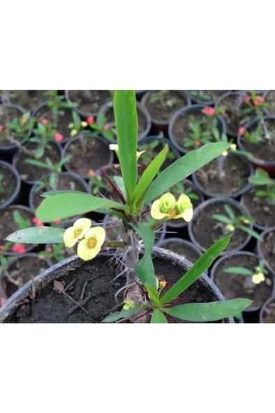 Dikenler Tacı Saksıda Sarı - Milli Çiçeği - Euphorbia 10-20 cm ürün görseli 1