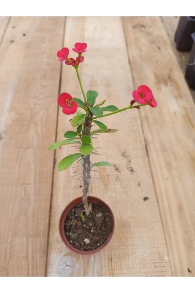 Kırmızı Dikenler Tacı Çiçeği Fidanı 10-20 cm ürün görseli 1