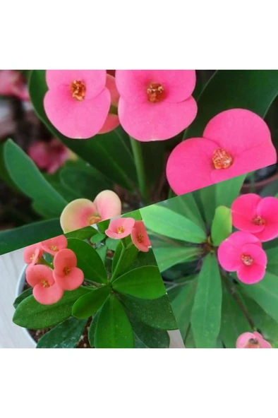Açık Pembe Dikenler Tacı Çiçeği Fidanı 10-20 cm ürün görseli 1