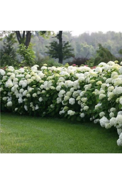 Kartopu Çiçeği Fidanı 40-60 cm ürün görseli 1