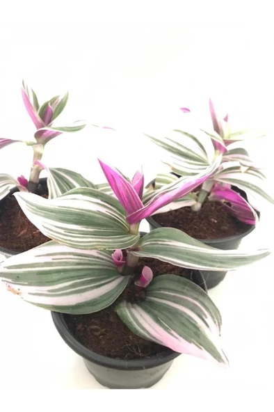 Pembe Telgraf Çiçeği Fidanı 10-20 cm - Resim 2