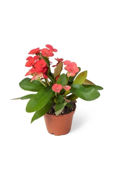 Dikenler Tacı Saksıda Kırmızı - Milli Çiçeği - Euphorbia 10-20 cm ürün görseli 1