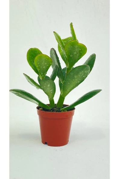 Crassula Ovata Para Çiçeği Fidanı 10-20 cm ürün görseli 1