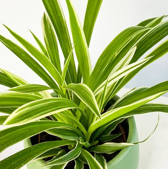 Kurdela Çiçeği (Chlorophytum Comosum) Fidanı 10-20 cm ürün görseli 1
