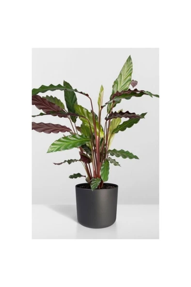 Calathea Rufibarba Wavestar - Kalatya Dua Çiçeği 10-20 cm ürün görseli 1