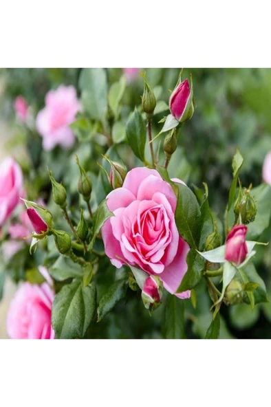 Isparta Gülü Fidanı Rosa Damascena 10-20 cm ürün görseli 1