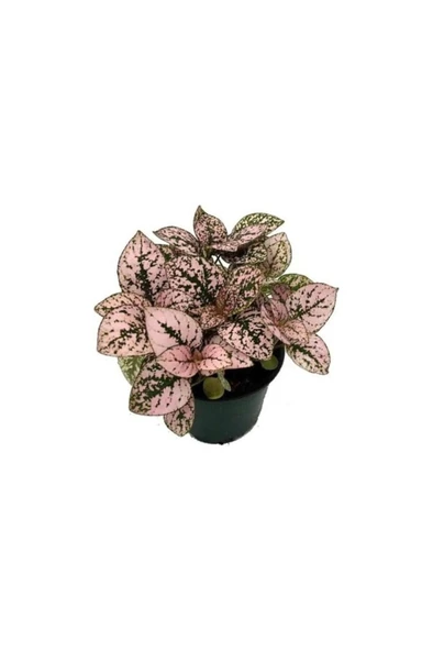 Çilli Yaprak Güzeli Çiçeği 3 Adet Hostes Çiçeği Hypoestes 10-20 cm ürün görseli 1