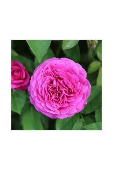 Saksıda Sarmaşık Gül Fidanı Rosa Rampicanti 4 Adet 10-20 cm ürün görseli 1