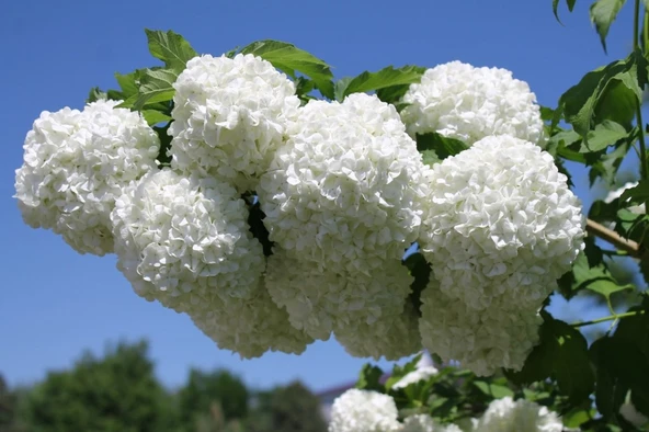 Kartopu Çiçeği Fidanı 30-60 cm ürün görseli 1