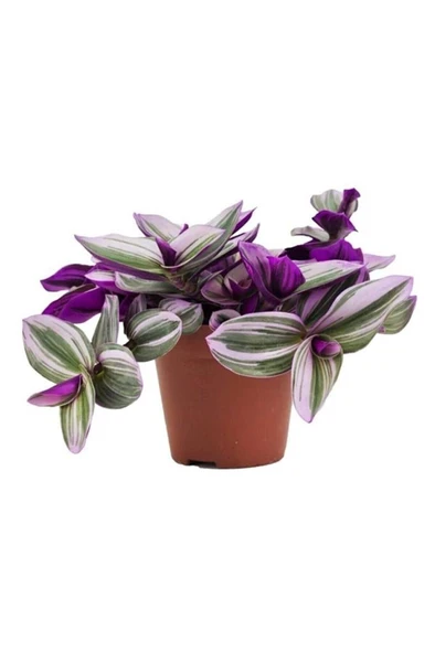 Tradescantia Nanouk Pembe Telgraf Çiçeği 10-20 cm ürün görseli 1