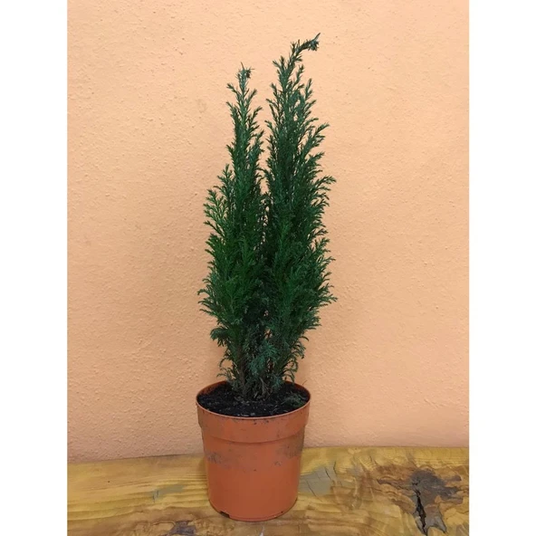 Ellwoodi (Elvudi) Çamı Salon Çamı 30-60 cm ürün görseli 1