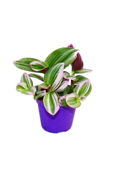 Telgraf Çiçeği Nanouk Tradescantia Fidanı 10-20 cm ürün görseli 1