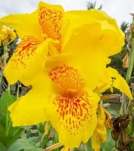 Canna Indica Yellow Sarı Tesbih Çiçeği Saksıda 10-20 cm ürün görseli 1