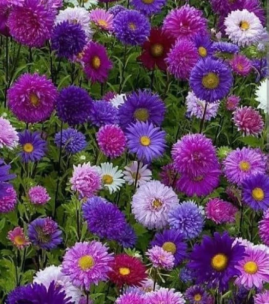 YERLİ YILDIZPATI (ASTER) ÇİÇEĞİ TOHUMU 40 ADET TOHUM ürün görseli 1