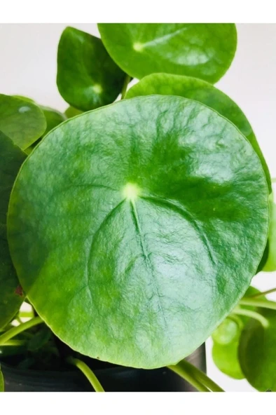 Çin Pilea Peperomioides Çin Para Ağacı - Ev Ofis Salon Iç Mekan Bitkisi ürün görseli 1