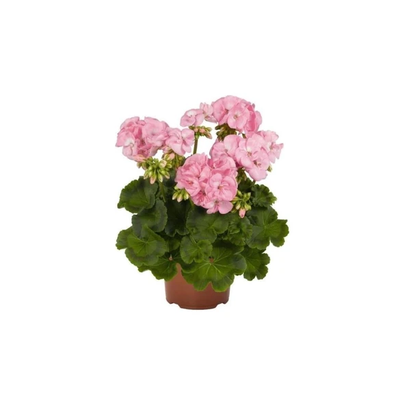 Pembiş Sardunya Çiçeği Fidesi Fidanı Pembe Renk 10-20 cm ürün görseli 1