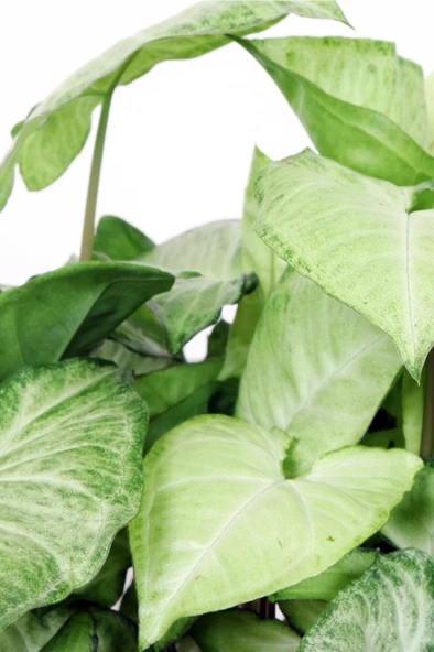 Melek Kanadı Çiçeği Syngonium Podophyllum ürün görseli 1