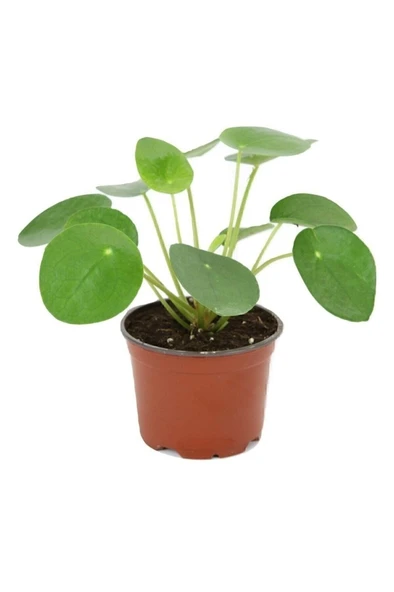 Pilea Peperomioides - Çin Para Ağacı - Ev Ofis Salon Iç Mekan Bitkisi ürün görseli 1