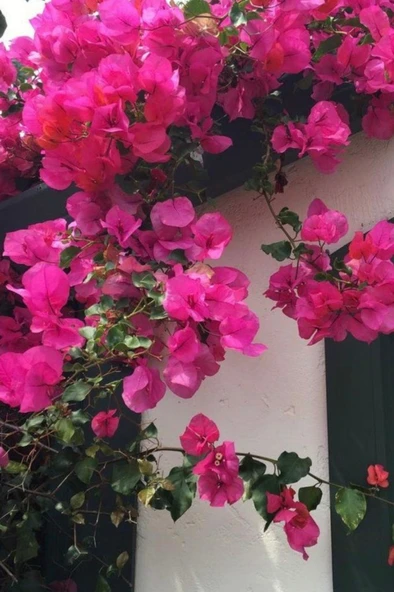 Bougainvillea Pembe Begonvil Canlı Dış Mekan Sarmaşığı 10-20 cm ürün görseli 1