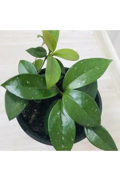 Mum Çiçeği Beyaz Renk (hoya Carnosa) 10-20 cm ürün görseli 1