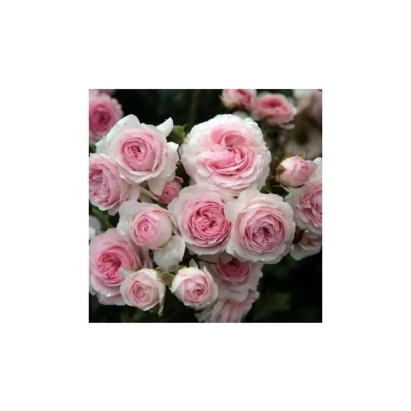 Açık Pembe Beyaz Sarmaşık Gül Fidanı 5 Adet 10-20 cm ürün görseli 1