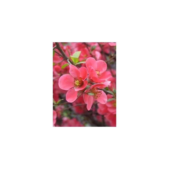 Japon Ayvası Bahar Dalı Fidanı Chaenomeles Japonica 30-50 cm ürün görseli 1