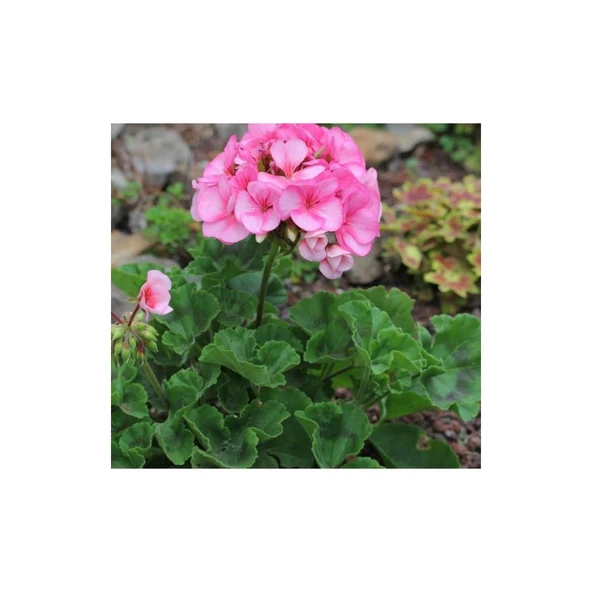 Pink Pembe Sardunya Çiçeği Fidesi 10-20 cm ürün görseli 1
