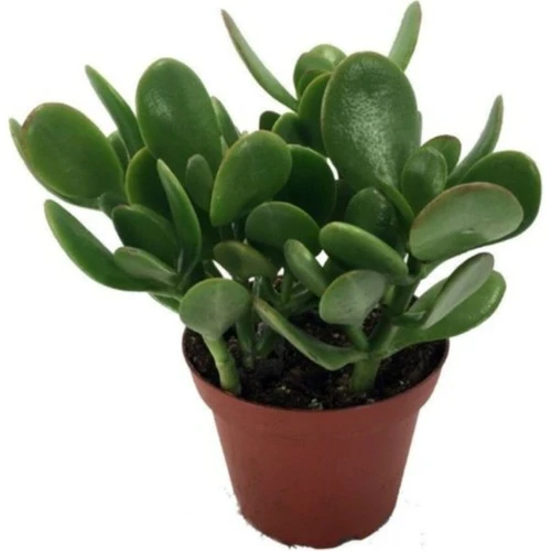 Crassula Ovata / Şans-Para Çiçeği 10-20 cm ürün görseli 1