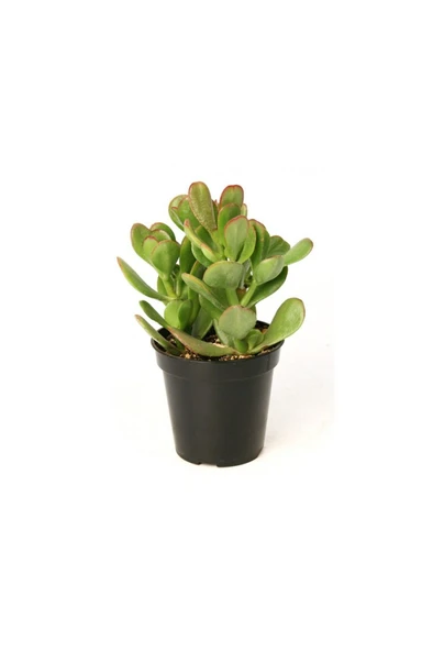 Crassula Ovata / Şans-Para Çiçeği 10-20 cm - Resim 2