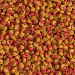 Tetra Cichlid Colour Mini Granules 500 G Açık - Resim 2