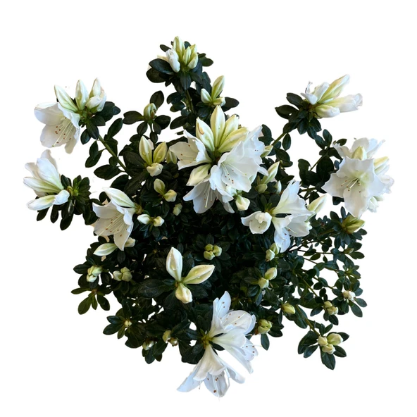 Rhododendron Indicum 'White' (Açelya Çiçeği) - Resim 2